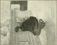 An illustration from Museum ideals of purpose and method (1918)