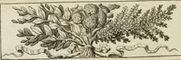 An illustration from Museum Odescalchum, sive, Thesaurus antiquarum gemmarum : cum imaginibus in iisdem insculptis, et iisdem exsculptis, quæ a serenissima Christina svecorum regina collectæ in Museo Odescalcho adservantur, et a Petro Sancte Bartolo quondam incisæ, nunc primum in lucem proferuntur .. (1751)