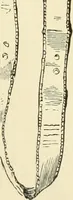 Picture 122 of 218 from Museum of antiquity : a description of ancient life : the employments, amusements, customs and habits, the cities, palaces, monuments and tombs, the literature and fine arts of 3,000 years ago (1882), leaf 436