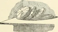 Picture 101 of 210 from Museum of antiquity; a description of ancient life: the employments, amusements, customs and habits, the cities, places, monuments and tombs, the literature and fine arts of 3,000 years ago (1887), leaf 384