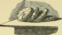 Picture 101 of 212 from Museum of antiquity; a description of ancient life: the employments, amusements, customs and habits, the cities, palaces, monuments and tombs, the literature and fine arts of 3,000 years ago (1883), leaf 388