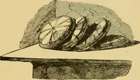 An illustration from Museum of antiquity; a description of ancient life: the employments, amusements, customs and habits, the cities, places, monuments and tombs, the literature and fine arts of 3,000 years ago (1882)