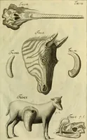 An illustration from Museum regium, seu, Catalogus rerum tam naturalium, quam artificialium, quae in basilica bibliothecae augustissimi Daniae Norvegiaeq[ue] monarchae Christiani Quinti, Hafniae asservantur (1696)
