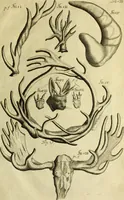 An illustration from Museum regium, seu, Catalogus rerum tam naturalium, quam artificialium, quae in basilica bibliothecae augustissimi Daniae Norvegiaeq[ue] monarchae Christiani Quinti, Hafniae asservantur (1696)