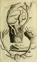 An illustration from Museum regium, seu, Catalogus rerum tam naturalium, quam artificialium, quae in basilica bibliothecae augustissimi Daniae Norvegiaeq[ue] monarchae Christiani Quinti, Hafniae asservantur (1696)
