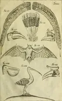 An illustration from Museum regium, seu, Catalogus rerum tam naturalium, quam artificialium, quae in basilica bibliothecae augustissimi Daniae Norvegiaeq[ue] monarchae Christiani Quinti, Hafniae asservantur (1696)