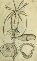An illustration from Museum regium, seu, Catalogus rerum tam naturalium, quam artificialium, quae in basilica bibliothecae augustissimi Daniae Norvegiaeq[ue] monarchae Christiani Quinti, Hafniae asservantur (1696)