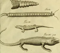 An illustration from Museum regium, seu, Catalogus rerum tam naturalium, quam artificialium, quae in basilica bibliothecae augustissimi Daniae Norvegiaeq[ue] monarchae Christiani Quinti, Hafniae asservantur (1696)