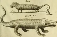 An illustration from Museum regium, seu, Catalogus rerum tam naturalium, quam artificialium, quae in basilica bibliothecae augustissimi Daniae Norvegiaeq[ue] monarchae Christiani Quinti, Hafniae asservantur (1696)