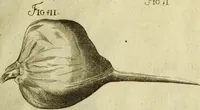 An illustration from Museum regium, seu, Catalogus rerum tam naturalium, quam artificialium, quae in basilica bibliothecae augustissimi Daniae Norvegiaeq[ue] monarchae Christiani Quinti, Hafniae asservantur (1696)