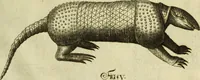 An illustration from Museum regium, seu, Catalogus rerum tam naturalium, quam artificialium, quae in basilica bibliothecae augustissimi Daniae Norvegiaeq[ue] monarchae Christiani Quinti, Hafniae asservantur (1696)