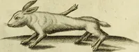 An illustration from Museum regium, seu, Catalogus rerum tam naturalium, quam artificialium, quae in basilica bibliothecae augustissimi Daniae Norvegiaeq[ue] monarchae Christiani Quinti, Hafniae asservantur (1696)
