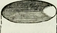 An illustration from Museum veronense, hoc est, Antiquarum inscriptionum atque anaglyphorum collectio : cui Taurinensis adiungitur et Vindobonensis : accedunt monumenta id genus plurima nondum vulgata, et ubicumque collecta (1749)