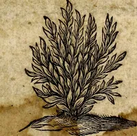 An illustration from Musicae compendium (1656)