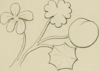 Picture 40 of 72 from The music of the eye; or, Essays on the principles of the beauty and perfection of architecture, as founded on and deduced from reason and analogy, and adapted to what may be traced of the ancient theories of taste, in the three first chapters of Vitruvius .. (1831), leaf 172