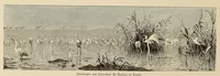 Picture 4 of 11 from Muster altdeutscher Leinenstickerei (1882), leaf 18