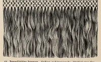An illustration from Muster altitalienischer Leinenstickrei; (1881)