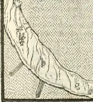 An illustration from M. Vitrvvii Pollionis De architectura libri decem (1567)