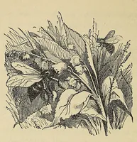 An illustration from Mvskoke nakcokv eskerretv esvhokkolat. Creek second reader (1871)