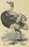 An illustration from Mvskoke nakcokv eskerretv esvhokkolat. Creek second reader (1871)