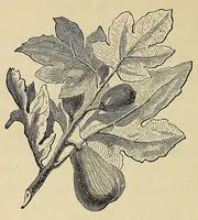 An illustration from Mvskoke nakcokv eskerretv esvhokkolat. Creek second reader (1871)