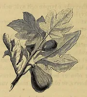 An illustration from Mvskoke nakcokv eskerretv esvhokkolat. Creek second reader (1800)