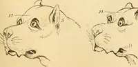 Picture 30 of 46 from My battle for life. The autobiography of a phrenologist (1857), leaf 512