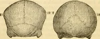 An illustration from My battle for life. The autobiography of a phrenologist (1857)