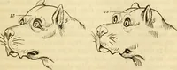 An illustration from My battle for life. The autobiography of a phrenologist (1857)