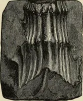 An illustration from Mycenae : a narrative of researches and discoveries at Mycenae and Tiryns (1878)