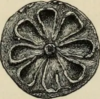 An illustration from Mycenae : a narrative of researches and discoveries at Mycenae and Tiryns (1878)