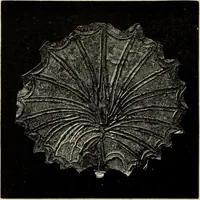 Picture 98 of 311 from Mycenae : a narrative of researches and discoveries at Mycenae and Tiryns (1878), leaf 258