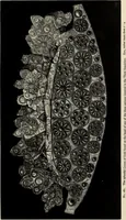 Picture 119 of 311 from Mycenae : a narrative of researches and discoveries at Mycenae and Tiryns (1878), leaf 273