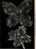 An illustration from Mycenae : a narrative of researches and discoveries at Mycenae and Tiryns (1878)