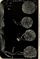 Picture 129 of 311 from Mycenae : a narrative of researches and discoveries at Mycenae and Tiryns (1878), leaf 285