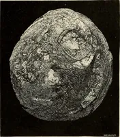An illustration from Mycenae : a narrative of researches and discoveries at Mycenae and Tiryns (1878)