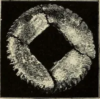 An illustration from Mycenae : a narrative of researches and discoveries at Mycenae and Tiryns (1878)