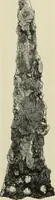 An illustration from Mycenae : a narrative of researches and discoveries at Mycenae and Tiryns (1878)