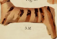 Picture 246 of 311 from Mycenae : a narrative of researches and discoveries at Mycenae and Tiryns (1878), leaf 473