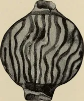 Picture 283 of 311 from Mycenae : a narrative of researches and discoveries at Mycenae and Tiryns (1878), leaf 497