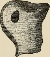 An illustration from Mycenae : a narrative of researches and discoveries at Mycenae and Tiryns (1878)