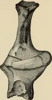 Picture 288 of 311 from Mycenae : a narrative of researches and discoveries at Mycenae and Tiryns (1878), leaf 501
