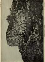 An illustration from Mycenae : a narrative of researches and discoveries at Mycenae and Tiryns (1878)