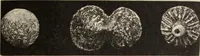 An illustration from Mycen©Œ : a narrative of researches and discoveries at Mycen©Œ and Tiryns (1878)