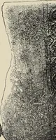 An illustration from Mycen©Œ : a narrative of researches and discoveries at Mycen©Œ and Tiryns (1878)