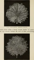 An illustration from Mycen©Œ : a narrative of researches and discoveries at Mycen©Œ and Tiryns (1878)