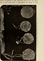 An illustration from Mycen©Œ : a narrative of researches and discoveries at Mycen©Œ and Tiryns (1878)