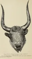 An illustration from Mycen©Œ : a narrative of researches and discoveries at Mycen©Œ and Tiryns (1878)