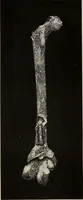 An illustration from Mycen©Œ : a narrative of researches and discoveries at Mycen©Œ and Tiryns (1878)