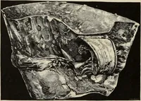 An illustration from Mycen©Œ : a narrative of researches and discoveries at Mycen©Œ and Tiryns (1878)
